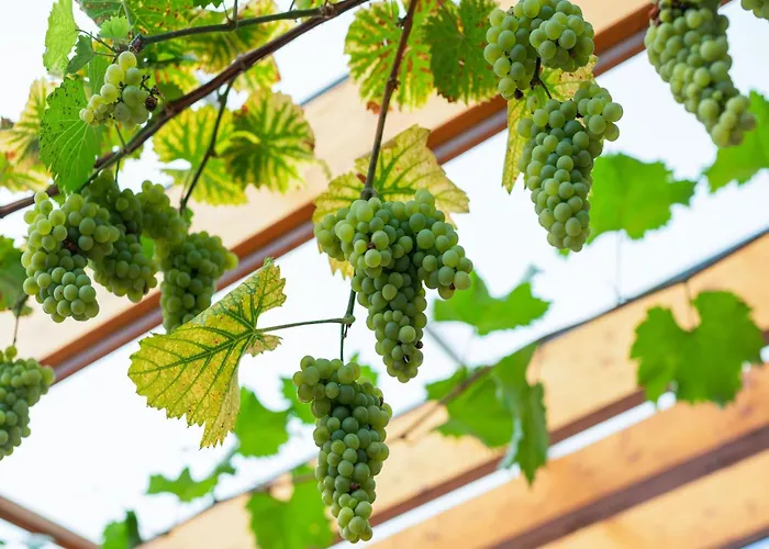 Lägenhet A Modern In The Hunsr Ck Region S Romantic Drohn Valley Merschbach